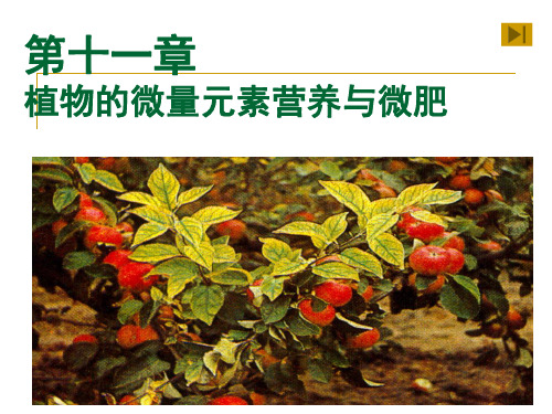11第11章-植物的微量元素营养与微量元素肥料