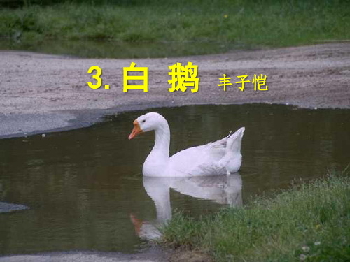 13 白鹅