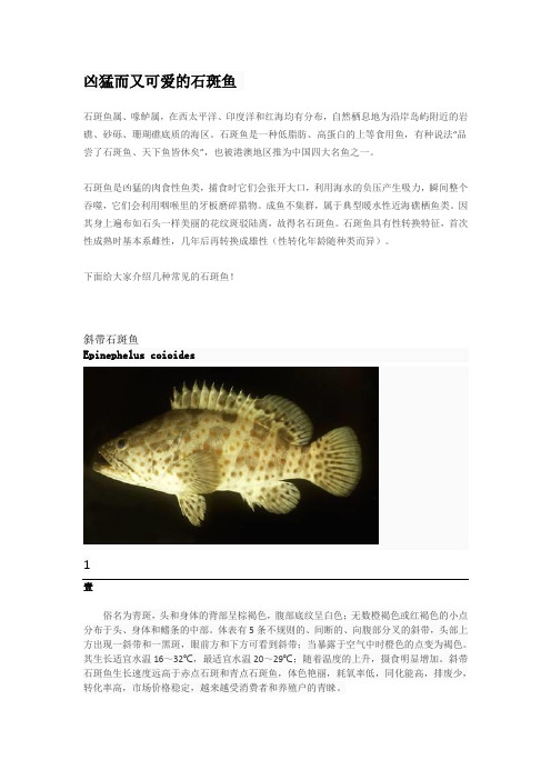 凶猛而又可爱的石斑鱼