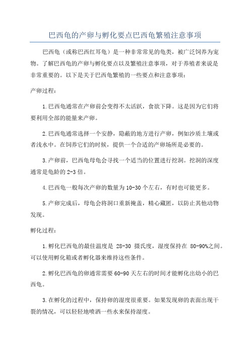 巴西龟的产卵与孵化要点巴西龟繁殖注意事项