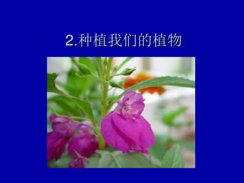 1.2  种植我们的植物