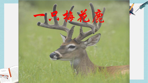 三年级语文上册第六单元一只梅花鹿课件2西师大版