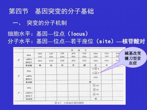 第十章基因突变B