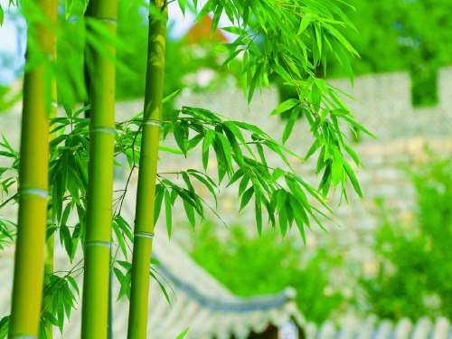 28《胸有成竹》课件