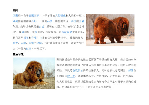 藏獒
