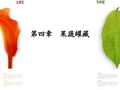 第四章  果蔬罐藏