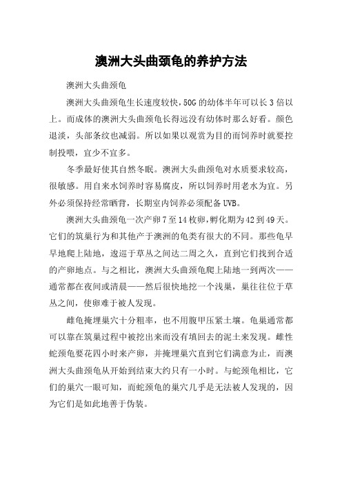 澳洲大头曲颈龟的养护方法