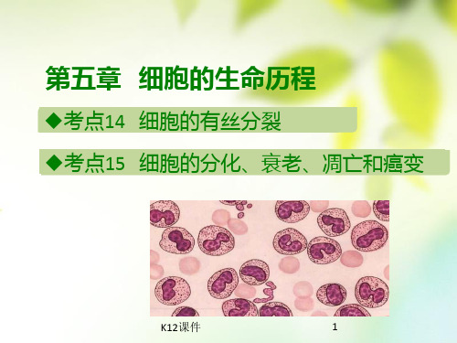 2019版高考生物总复习 第五章 细胞的生命历程课件