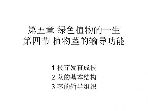 第四节植物茎的输导功能