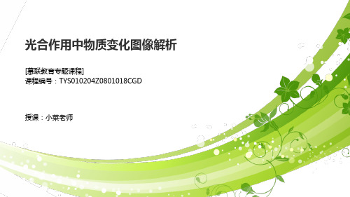 课件 光合作用中物质变化图像解析-【慕联】中考复习专题之图像问题分析