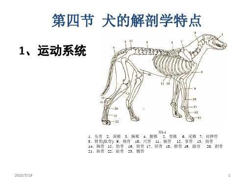 爱宠时间之五第四节  犬的解剖学特点