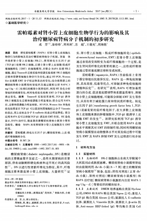 雷帕霉素对肾小管上皮细胞生物学行为的影响及其治疗糖尿病肾病分