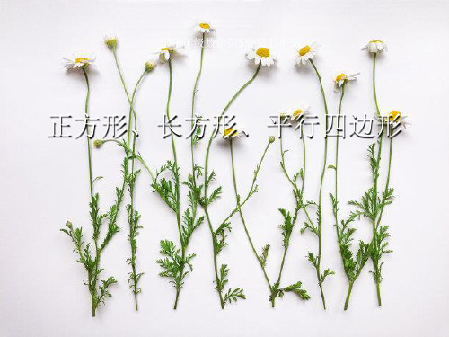 人教版正方形长方形平行四边形ppt教学课件