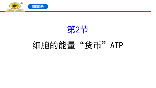 细胞的能量“货币”ATP