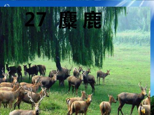 27.《麋鹿》PPT课件