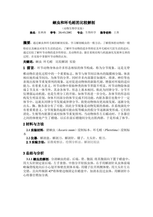 蛔虫和环毛蚓的比较解剖