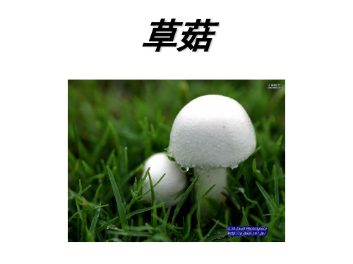 草菇