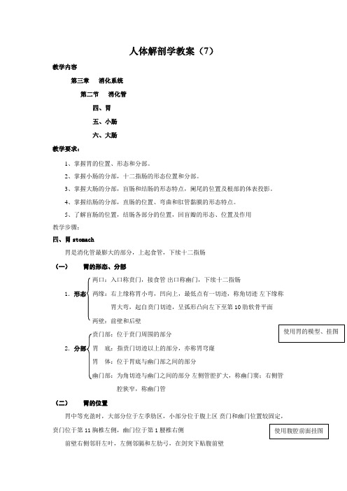 正常人体解剖学教案7
