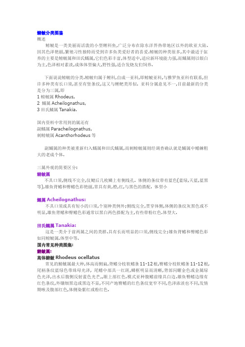 鳑鲏的分类