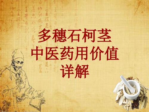 中药学_多穗石柯茎_药材详解课件模板