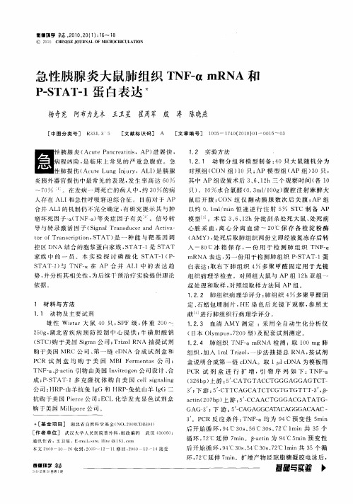 急性胰腺炎大鼠肺组织TNF-α mRNA和P-STAT-1蛋白表达