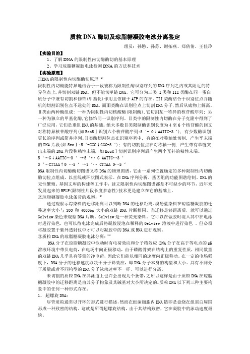 质粒DNA酶切及琼脂糖凝胶电泳分离鉴定