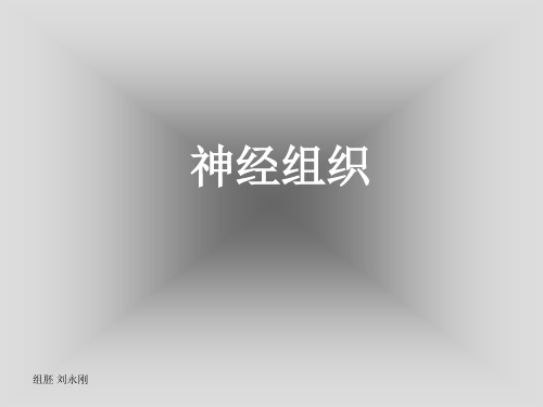 神经组织切片