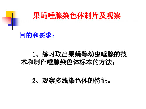 【遗传学实验】果蝇唾液腺制片