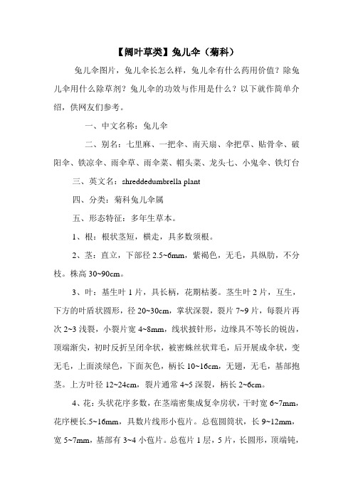 【阔叶草类】兔儿伞(菊科)