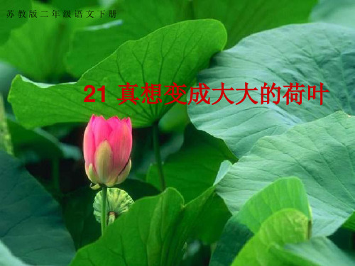 《真想变成大大的荷叶》课件1