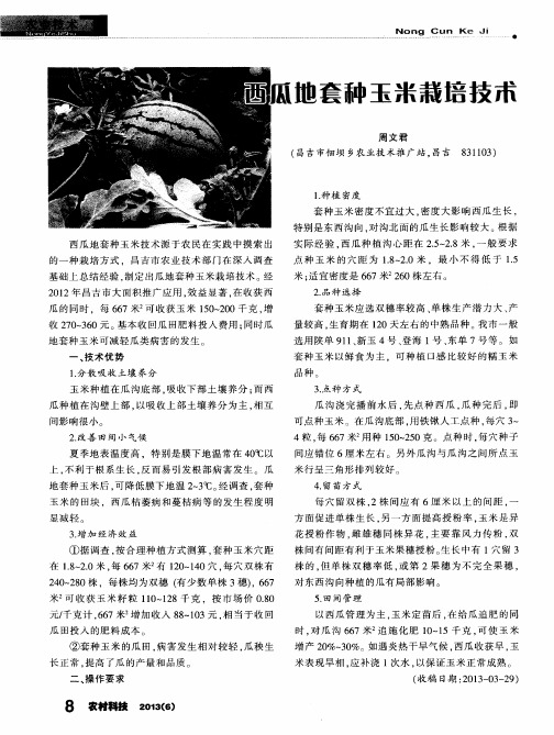 西瓜地套种玉米栽培技术