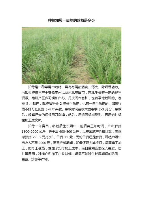 种植知母一亩地的效益是多少