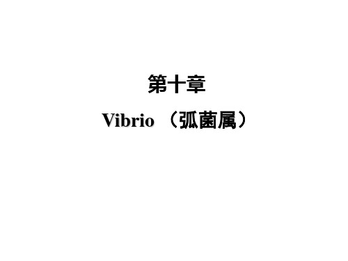 弧菌属 ppt课件