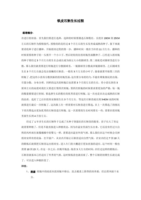 铁皮石斛生长过程