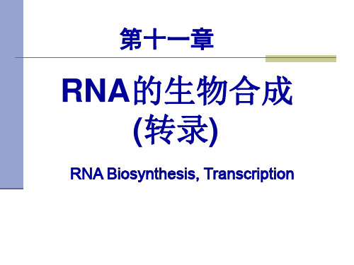 第十一章 转录