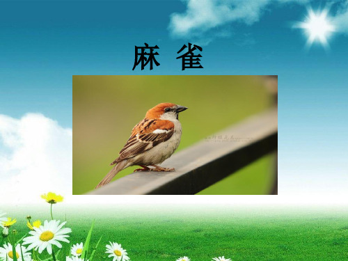 统编版四年级语文上册PPT课件《16.麻雀》    (共25张)