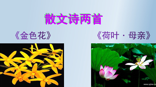散文诗两首：《金色花》