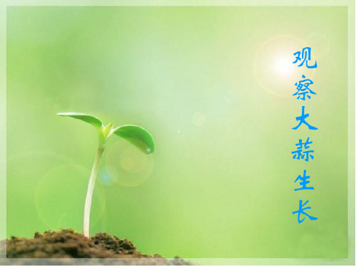 大蒜的生长(三年级)