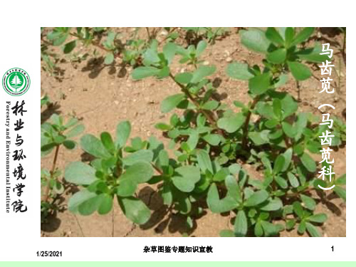 杂草图鉴专题知识宣教培训课件