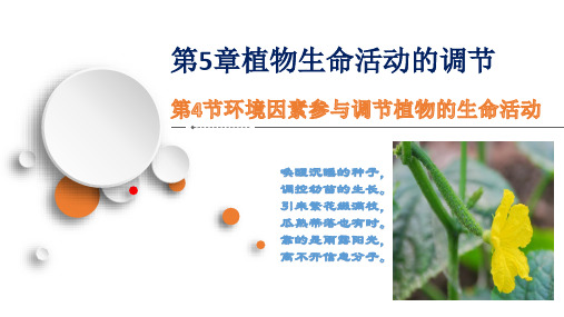 5.4 环境因素参与调节植物的生命活动-高二生物课件(2019人教版选择性必修1)