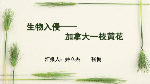 加拿大一枝黄花