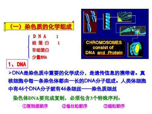 染色质的化学组成及种类