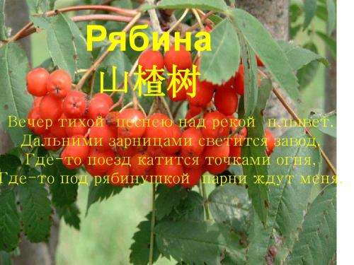 山楂树(PPT)