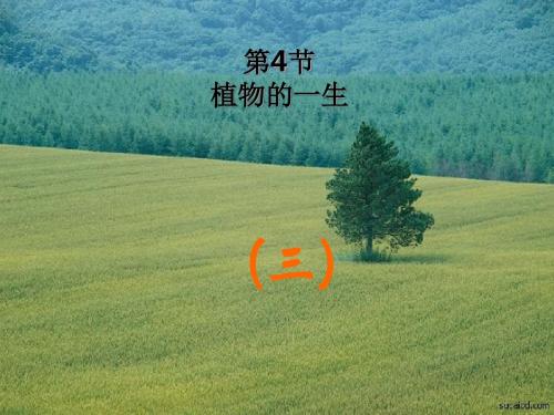 植物的一生PPT精品课件6
