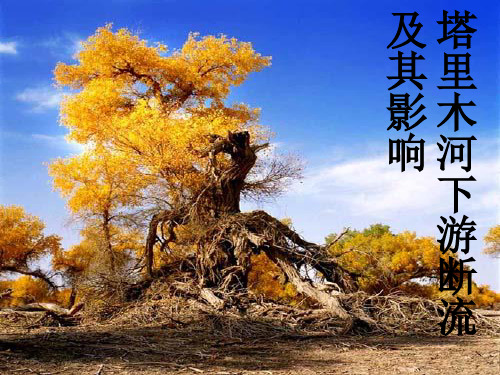 塔里木河下游断流的原因及其影响