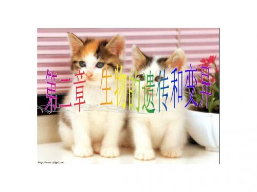 生物遗传和变异ppt