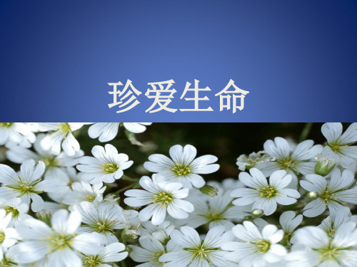 《珍爱生命》课件1(12页)(北师大版八年级下)
