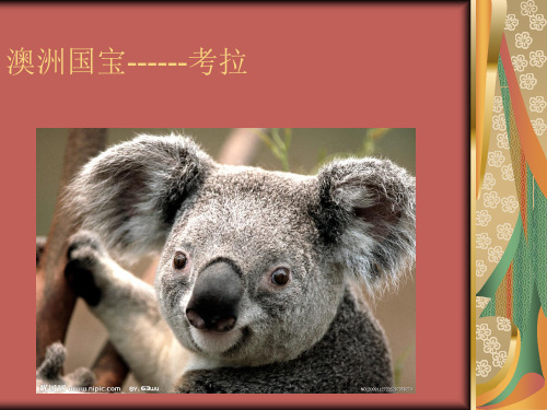澳洲国宝--考拉
