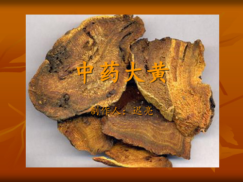 中药大黄