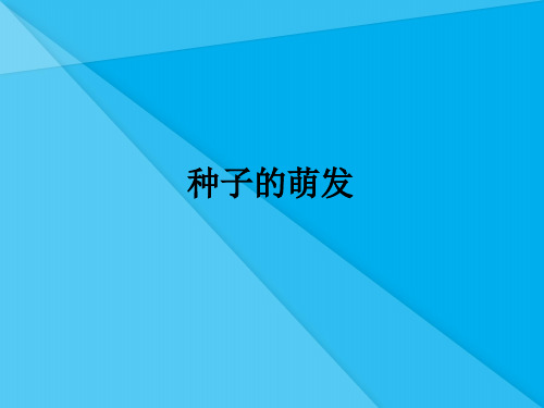 种子的萌发PPT课件31 人教版1优秀课件